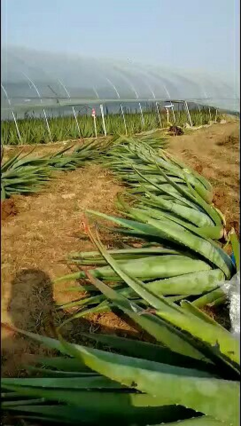 诚招代理：优质纯种大库拉索芦荟和库拉索芦荟种苗诚招代