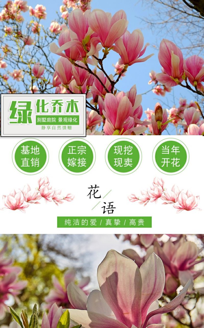 庭院大型植物紫玉兰黄玉兰树苗南北方种植地栽白玉兰红玉兰绿