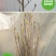 庭院大型植物紫玉兰黄玉兰树苗南北方种植地栽白玉兰红玉兰绿