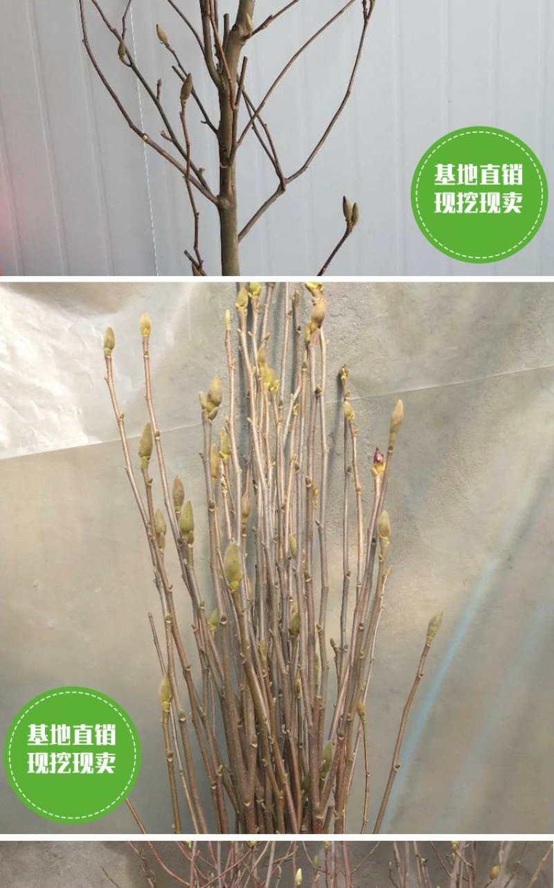 庭院大型植物紫玉兰黄玉兰树苗南北方种植地栽白玉兰红玉兰绿