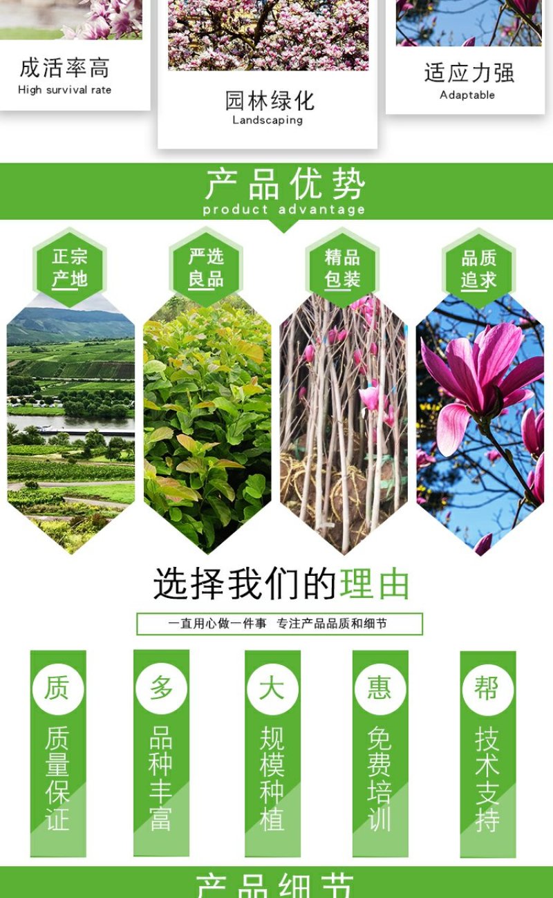 庭院大型植物紫玉兰黄玉兰树苗南北方种植地栽白玉兰红玉兰绿