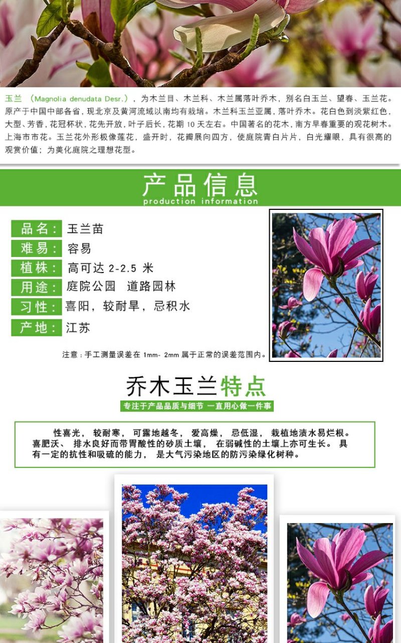 庭院大型植物紫玉兰黄玉兰树苗南北方种植地栽白玉兰红玉兰绿