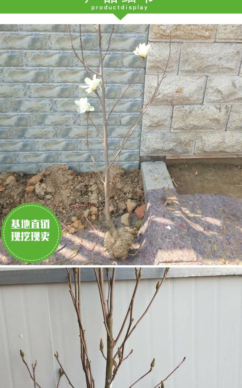 庭院大型植物紫玉兰黄玉兰树苗南北方种植地栽白玉兰红玉兰绿