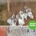 庭院大型植物紫玉兰黄玉兰树苗南北方种植地栽白玉兰红玉兰绿
