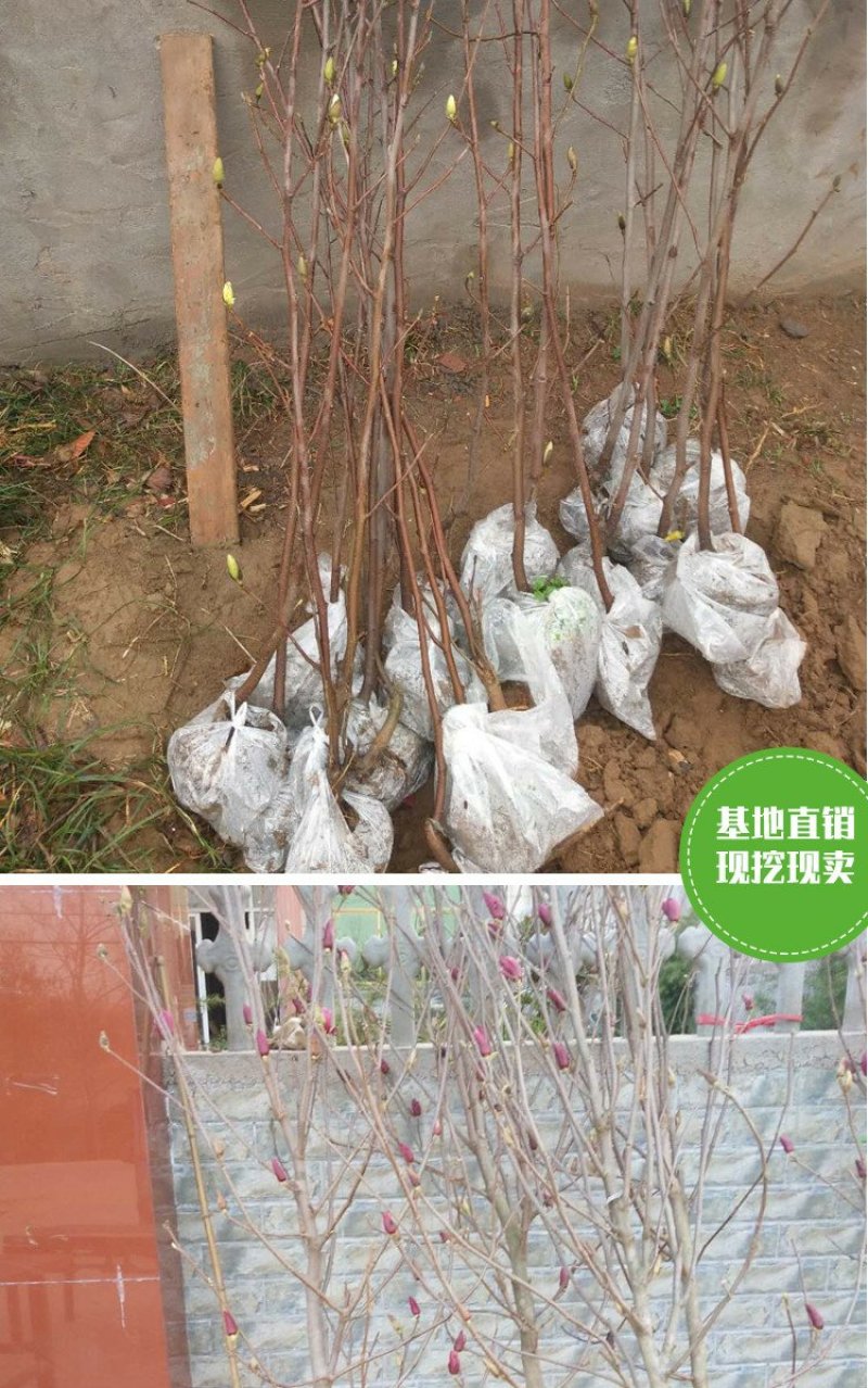 庭院大型植物紫玉兰黄玉兰树苗南北方种植地栽白玉兰红玉兰绿