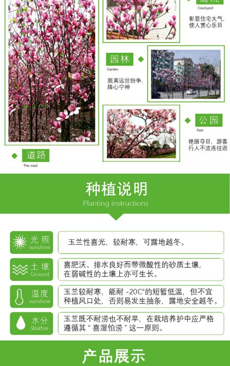 庭院大型植物紫玉兰黄玉兰树苗南北方种植地栽白玉兰红玉兰绿