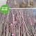 庭院大型植物紫玉兰黄玉兰树苗南北方种植地栽白玉兰红玉兰绿