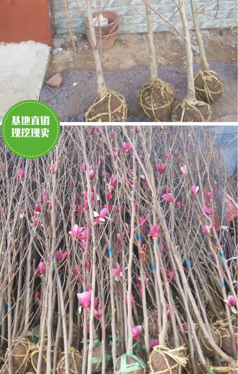 庭院大型植物紫玉兰黄玉兰树苗南北方种植地栽白玉兰红玉兰绿