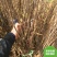 庭院大型植物紫玉兰黄玉兰树苗南北方种植地栽白玉兰红玉兰绿