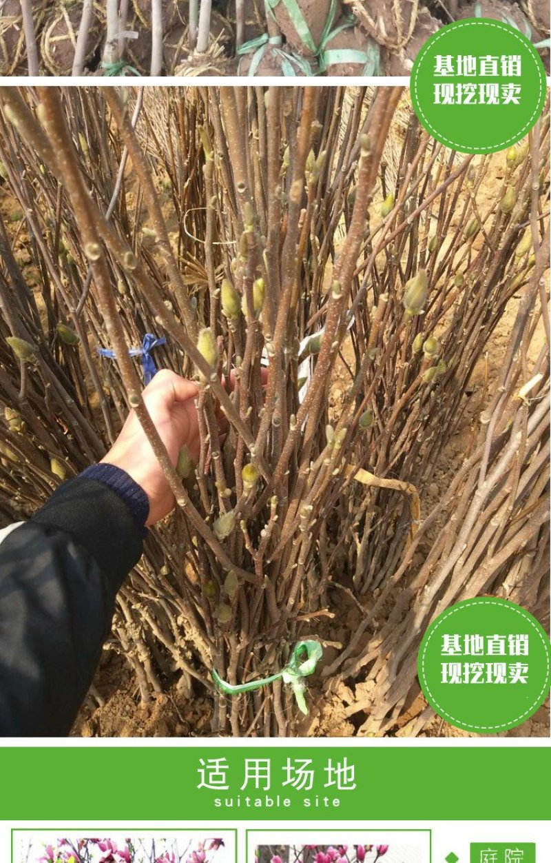 庭院大型植物紫玉兰黄玉兰树苗南北方种植地栽白玉兰红玉兰绿