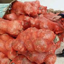 鲜魔芋收购自然倒苗成熟的花魔芋，白魔芋。单体球茎在