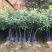广东普宁中杯东槐杨梅苗二年苗高50公分以上不包邮