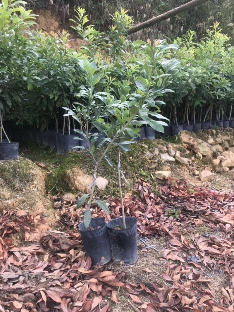 广东普宁中杯东槐杨梅苗二年苗高50公分以上不包邮