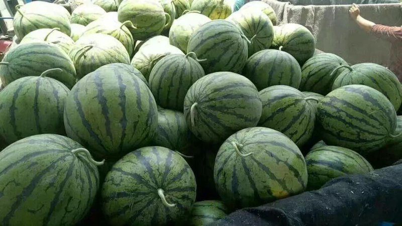 安徽砀山8424大量上市，口感好果型正