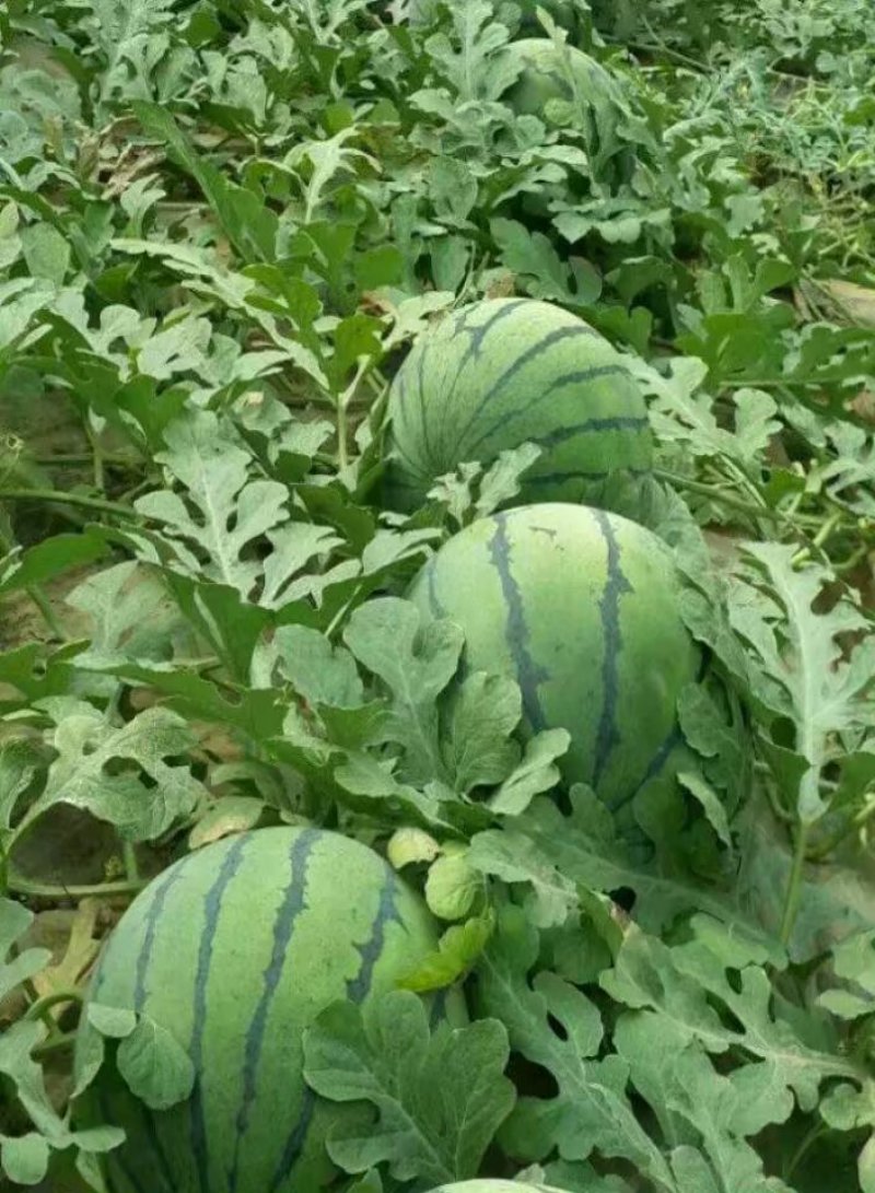 安徽砀山8424大量上市，口感好果型正