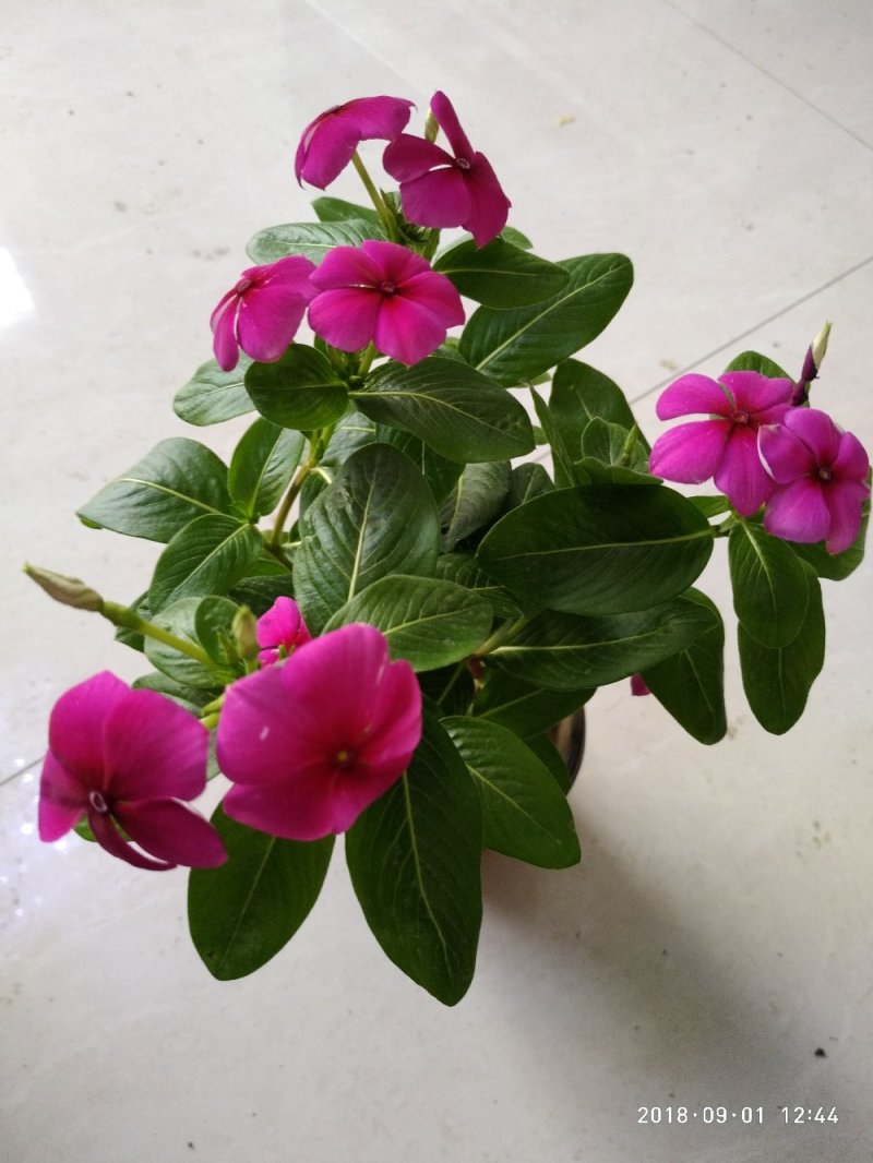 长春花（又名天天开）