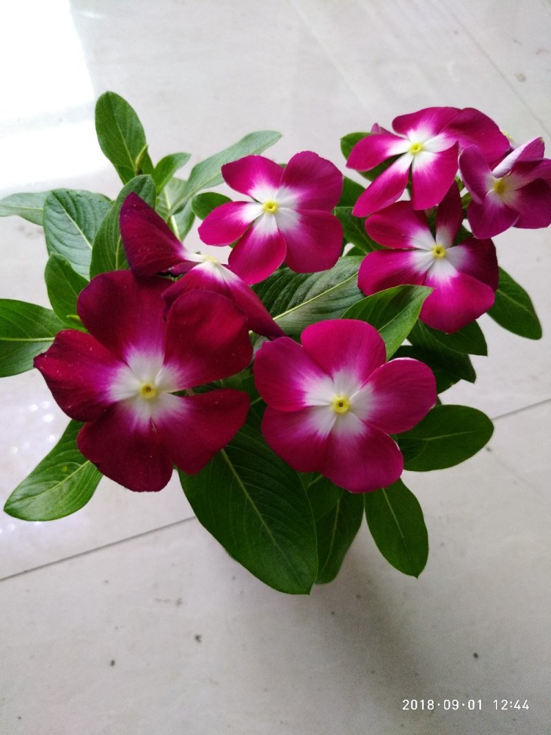 长春花（又名天天开）