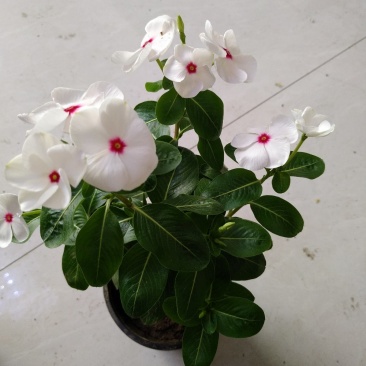 长春花（又名天天开）