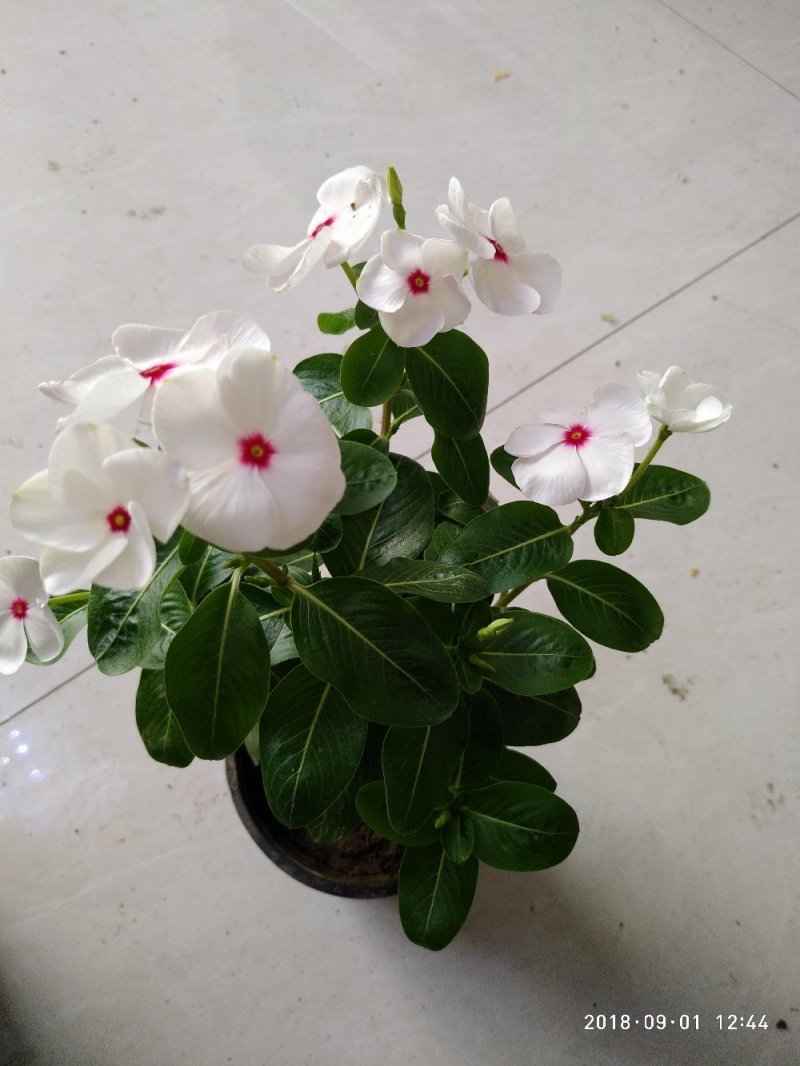 长春花（又名天天开）