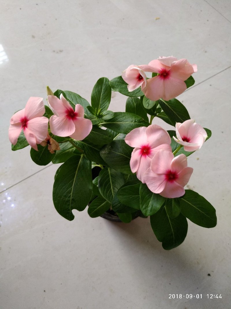 长春花（又名天天开）