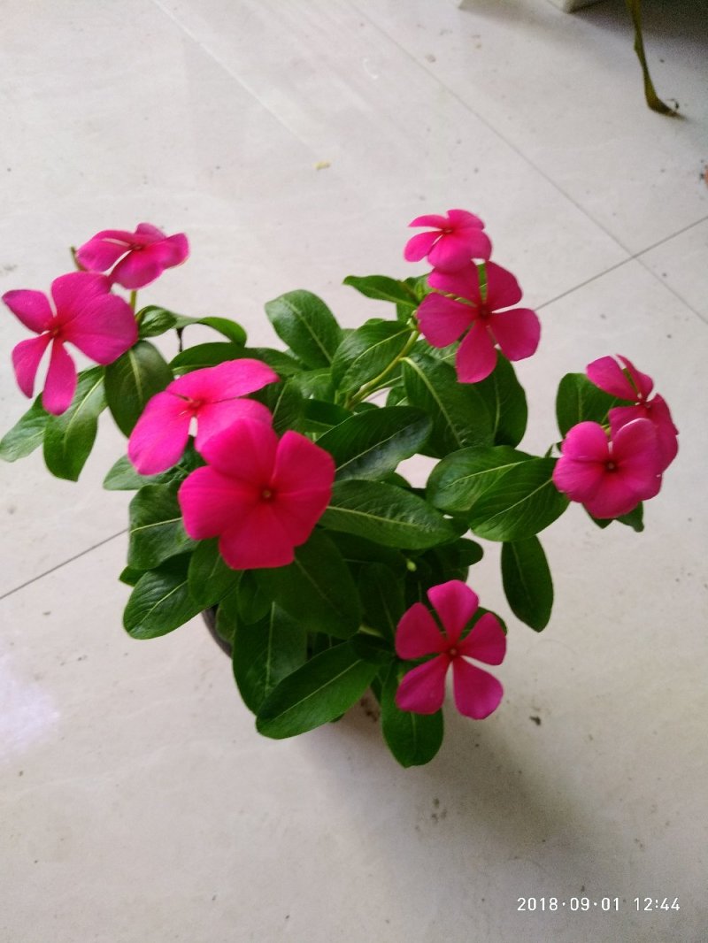 长春花（又名天天开）