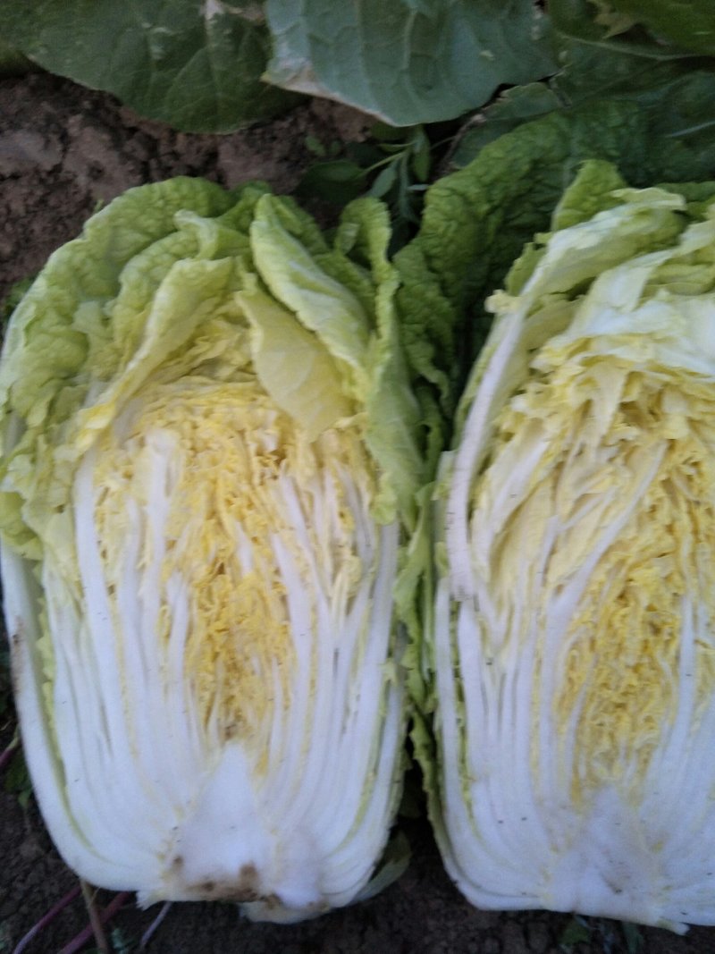 黄心白菜，产地直销，保证质量，净菜4一6斤。