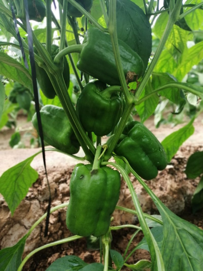 进口红方厚皮圆椒苗果型周正产量高