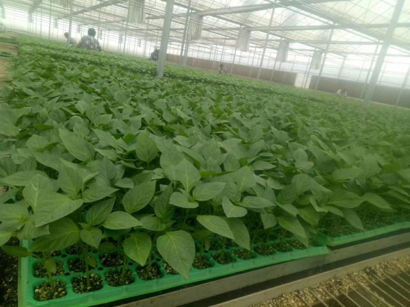 进口红方厚皮圆椒苗果型周正产量高