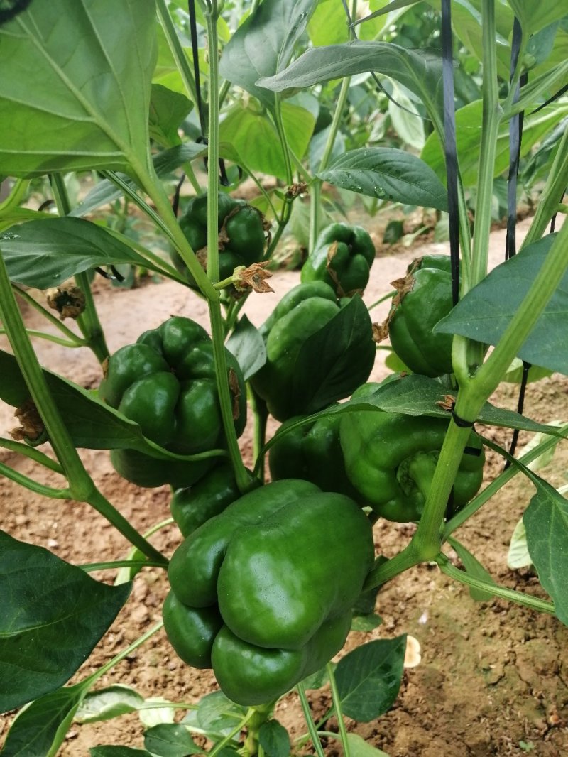 进口红方厚皮圆椒苗果型周正产量高