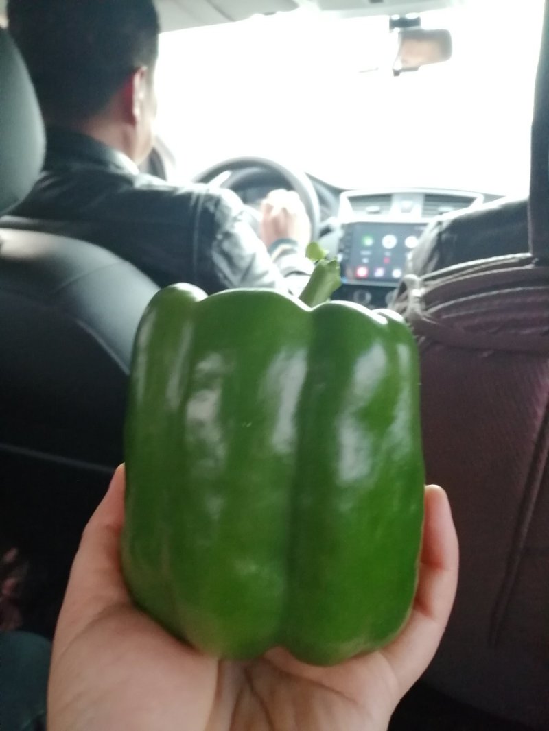 进口红方厚皮圆椒苗果型周正产量高