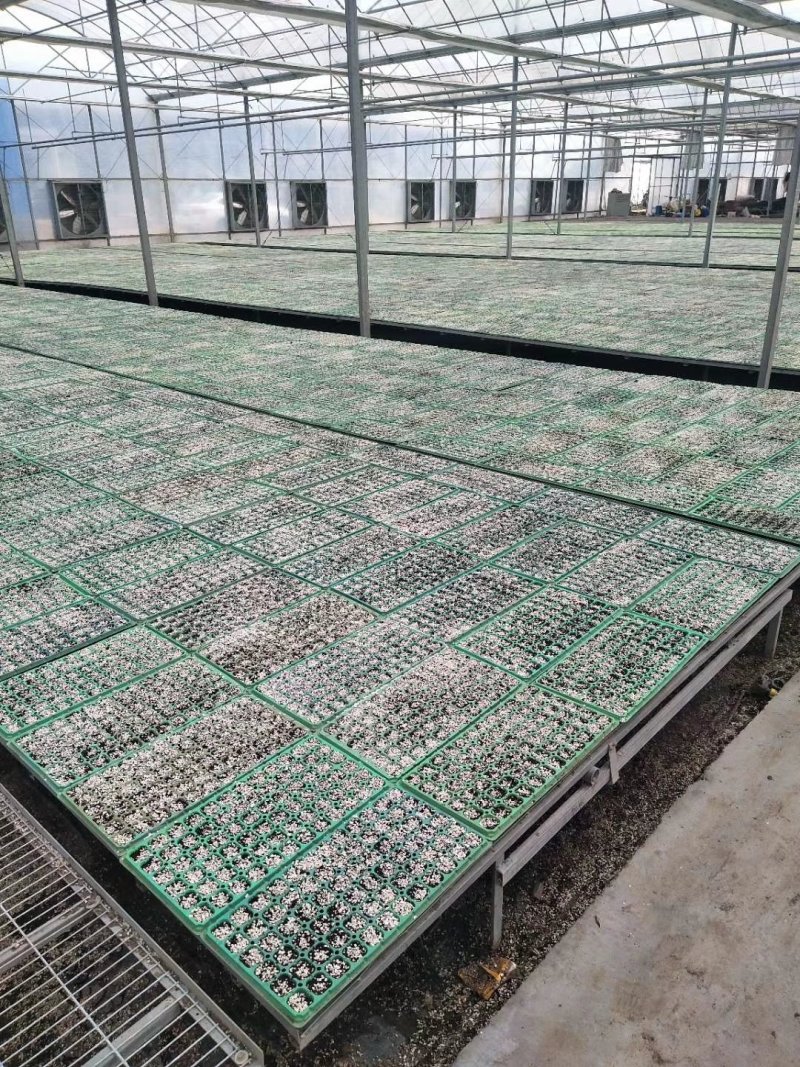 进口红方厚皮圆椒苗果型周正产量高