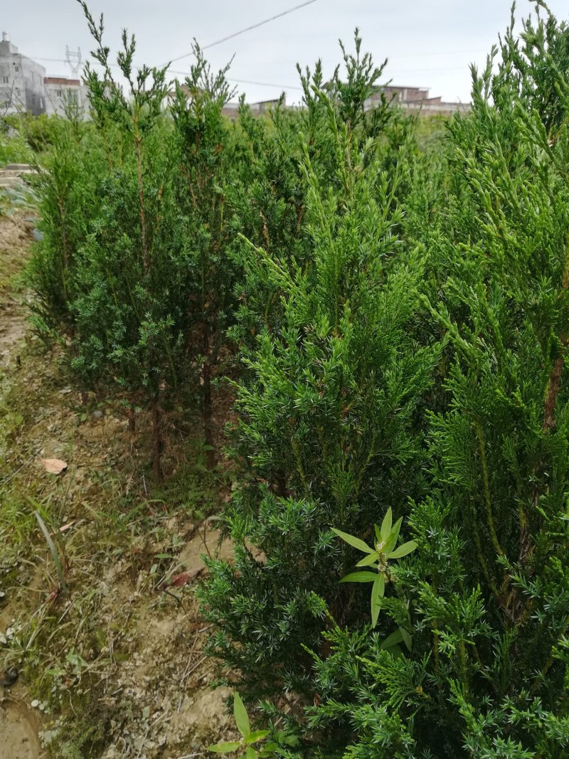 墓地树苗侧柏刺柏百枝苗