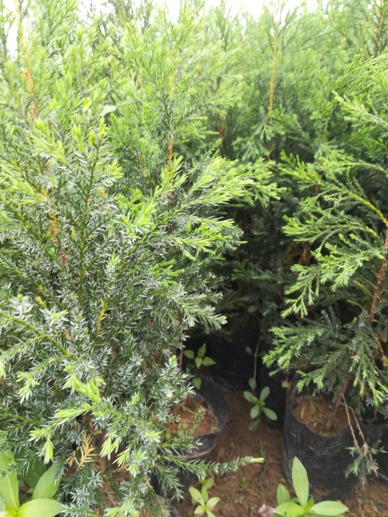墓地树苗侧柏刺柏百枝苗