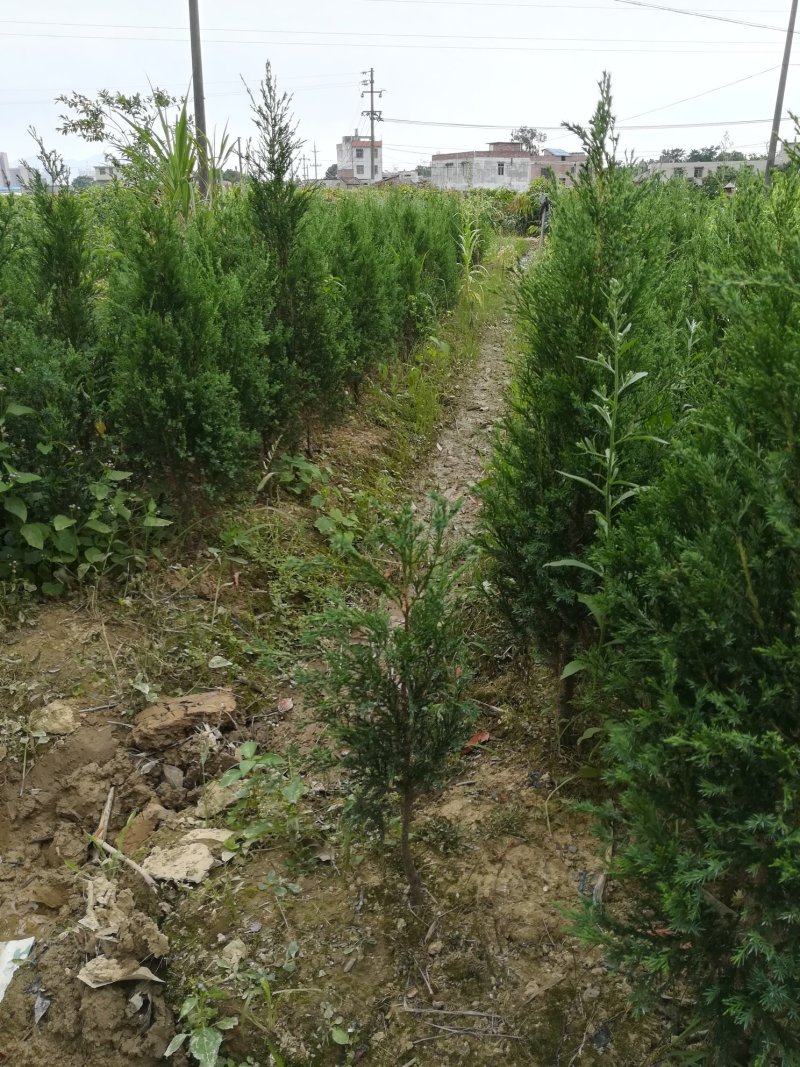 墓地树苗侧柏刺柏百枝苗