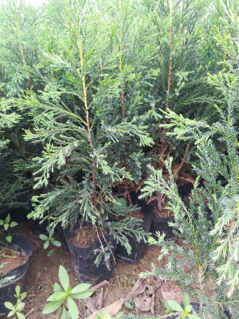 墓地树苗侧柏刺柏百枝苗