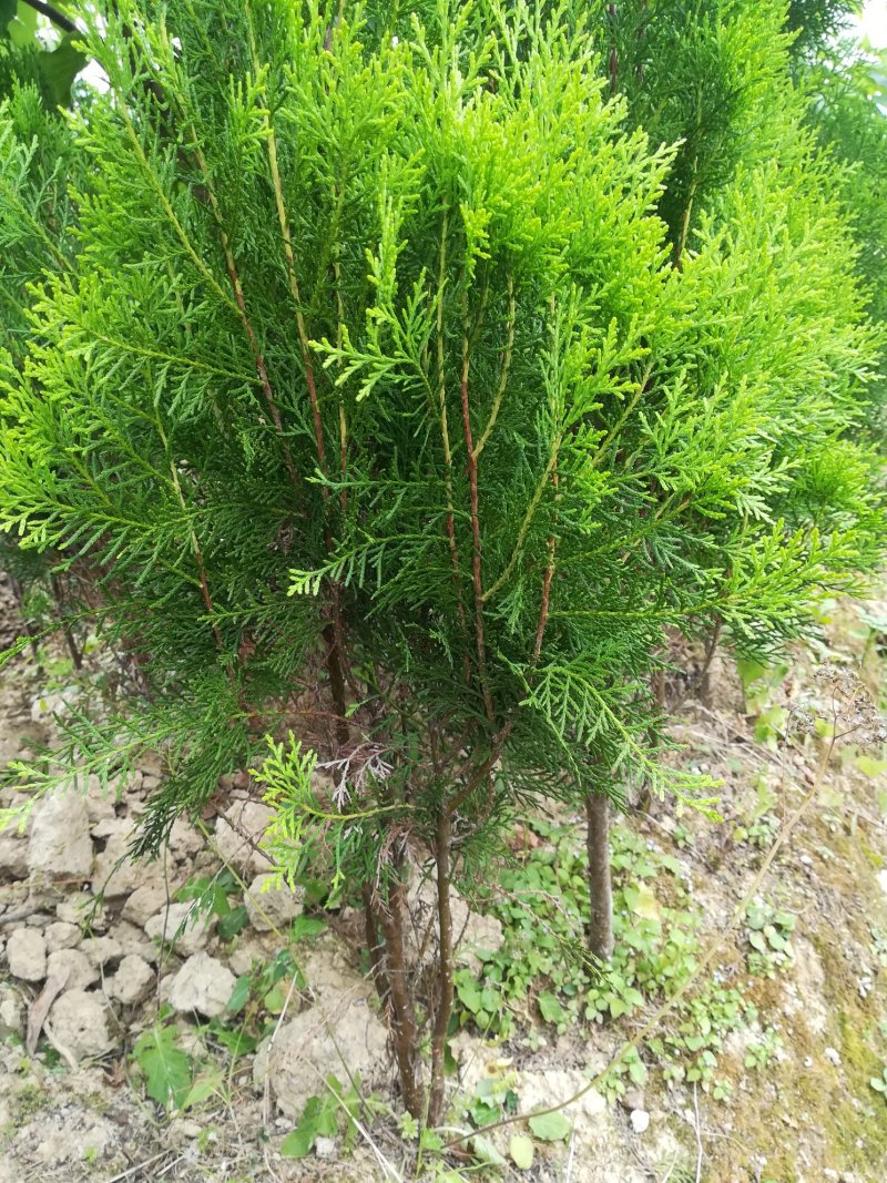 墓地树苗侧柏刺柏百枝苗