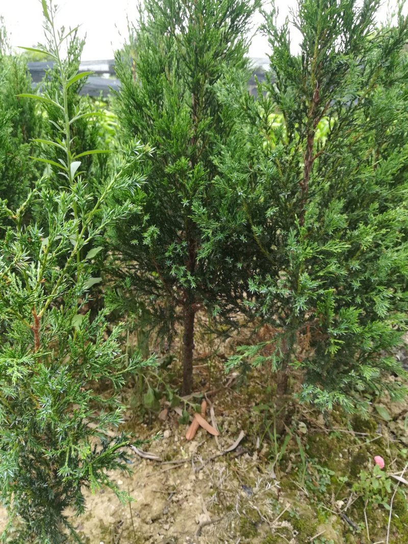 墓地树苗侧柏刺柏百枝苗