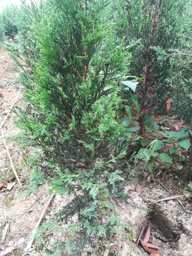 墓地树苗侧柏刺柏百枝苗