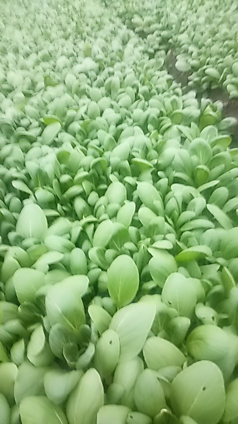 小青菜