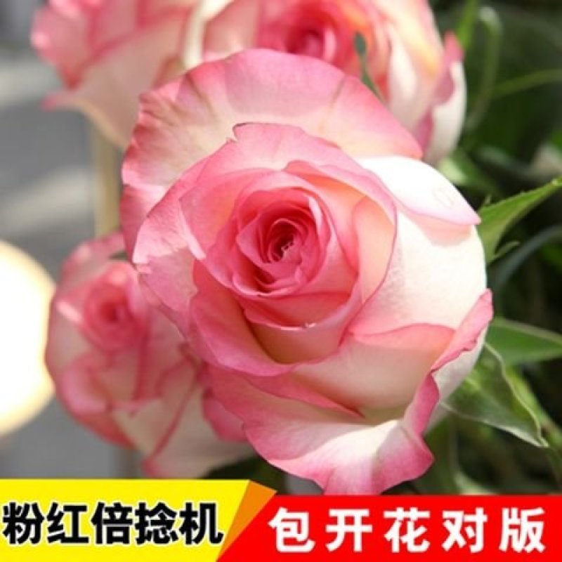 多彩玫瑰花修剪发货，直接可以下单包邮