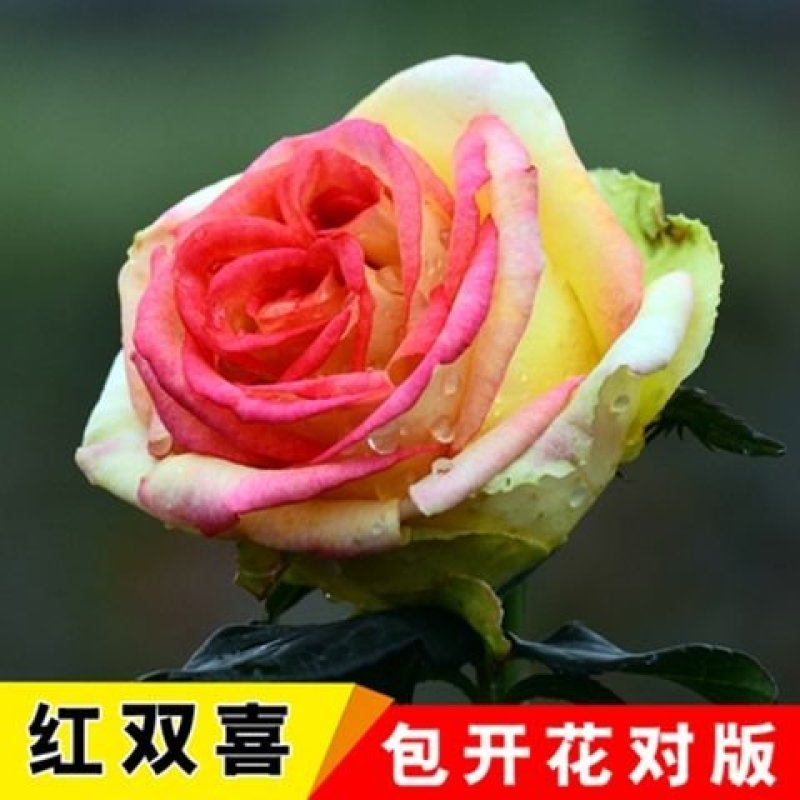多彩玫瑰花修剪发货，直接可以下单包邮