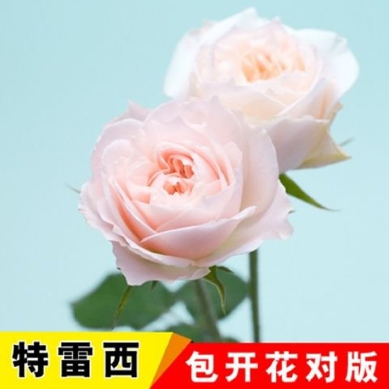 多彩玫瑰花修剪发货，直接可以下单包邮