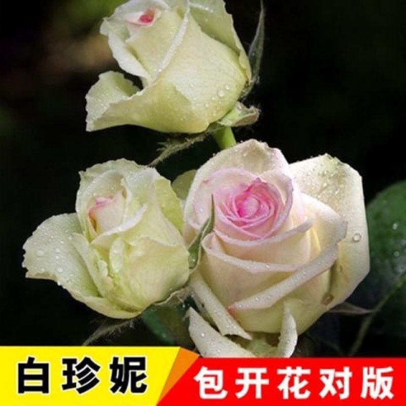 多彩玫瑰花修剪发货，直接可以下单包邮