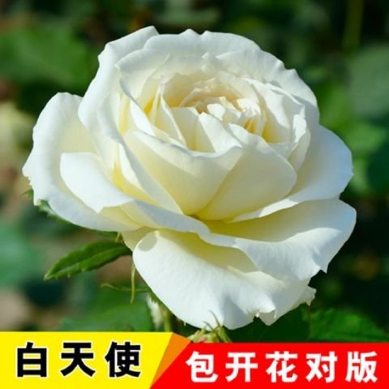 多彩玫瑰花修剪发货，直接可以下单包邮
