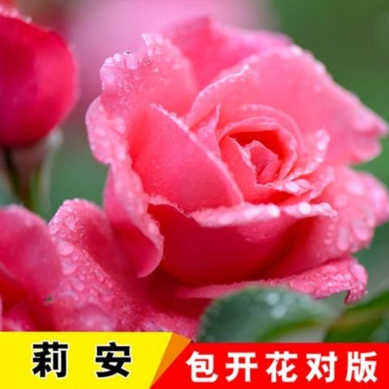多彩玫瑰花修剪发货，直接可以下单包邮