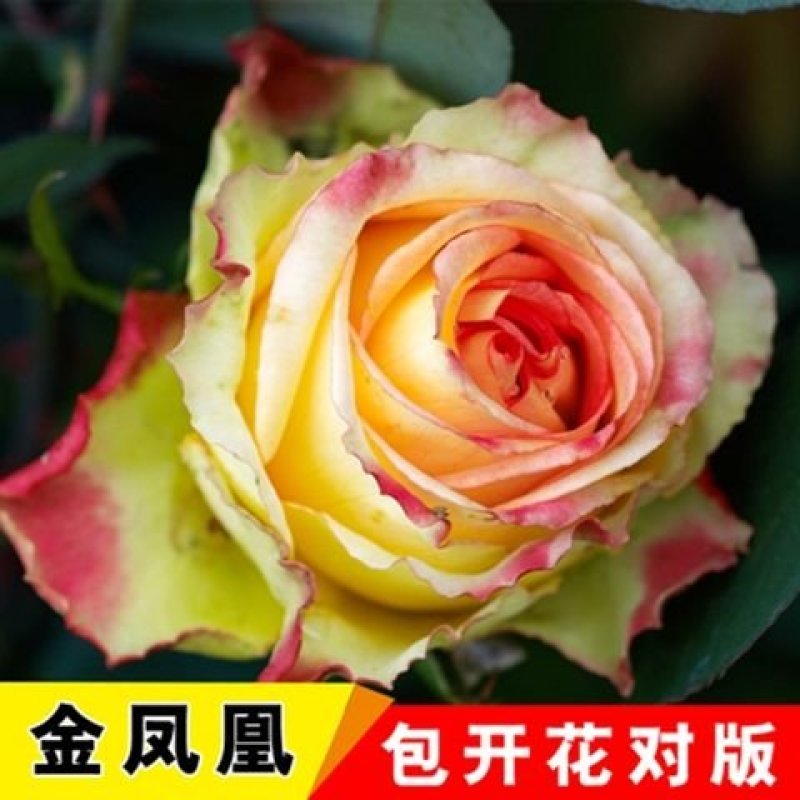 多彩玫瑰花修剪发货，直接可以下单包邮