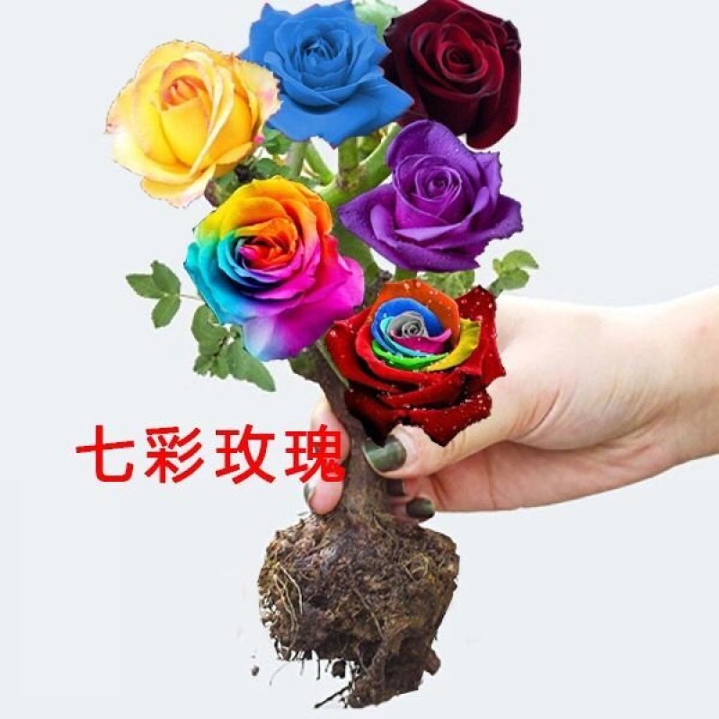 多彩玫瑰花修剪发货，直接可以下单包邮