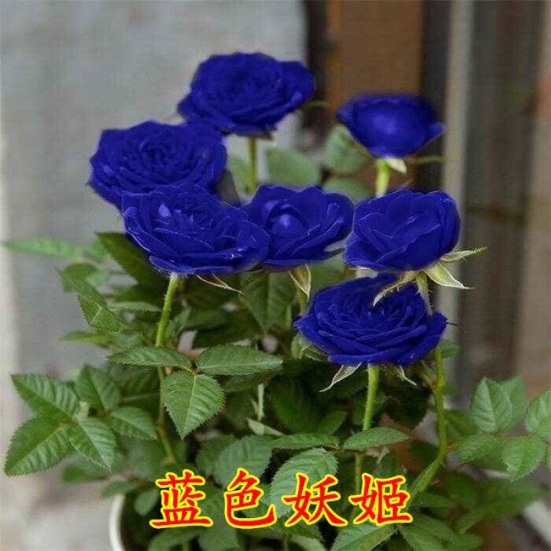 多彩玫瑰花修剪发货，直接可以下单包邮