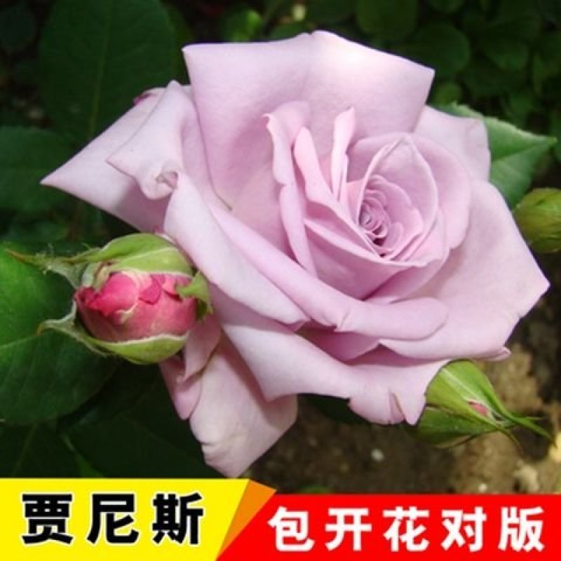 多彩玫瑰花修剪发货，直接可以下单包邮
