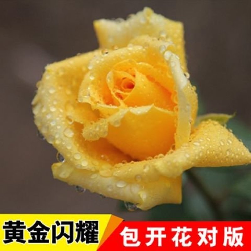 多彩玫瑰花修剪发货，直接可以下单包邮